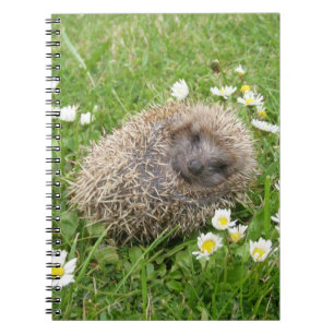 Cutest Baby Animals Spanish Hedgehog Notebook