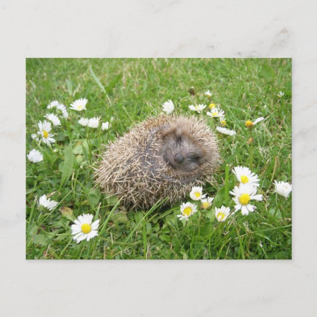 Cutest Baby Animals | Spanish Hedgehog Postcard (Front)