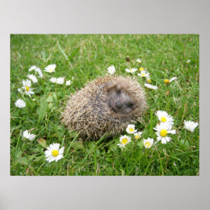 Cutest Baby Animals   Spanish Hedgehog Poster