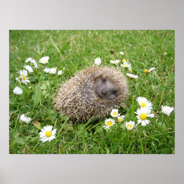 Cutest Baby Animals | Spanish Hedgehog Poster (Front)