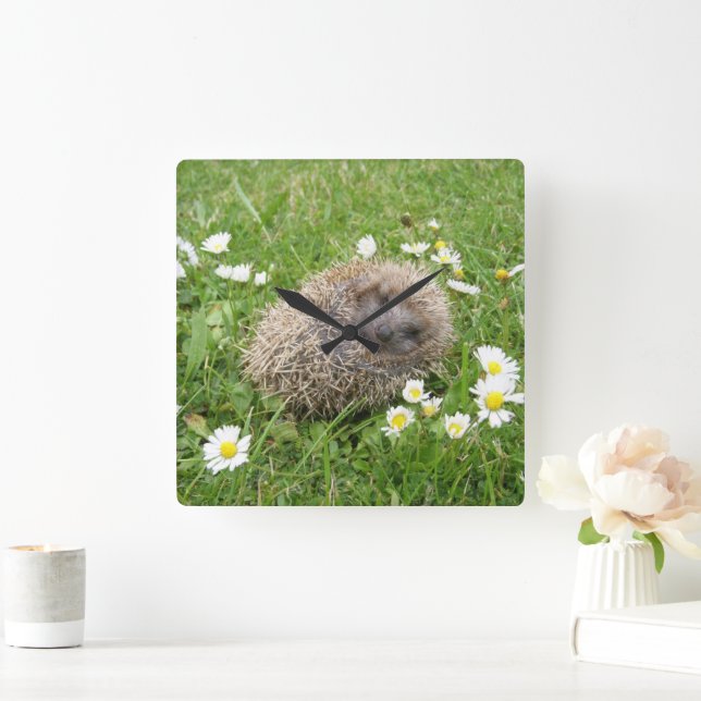 Cutest Baby Animals | Spanish Hedgehog Square Wall Clock (Home)