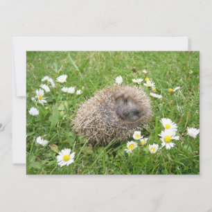 Cutest Baby Animals Spanish Hedgehog Thank You Card