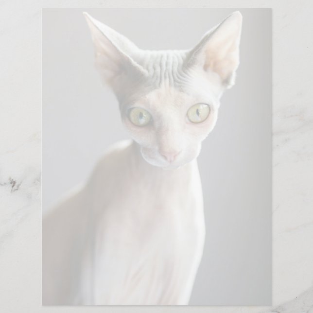 Cutest Baby Animals | Sphinx Cat (Front)