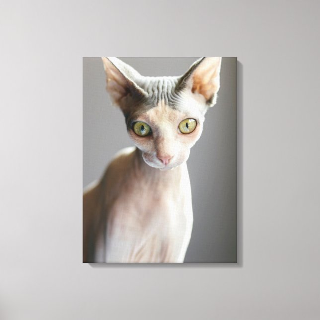 Cutest Baby Animals | Sphinx Cat Canvas Print (Front)