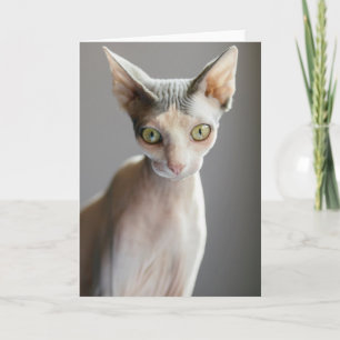 Cutest Baby Animals   Sphinx Cat Card