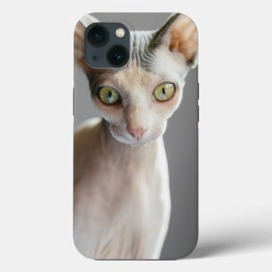 Cutest Baby Animals Sphinx Cat iPhone 13 Case