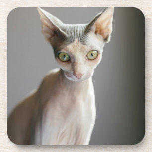 Cutest Baby Animals   Sphinx Cat Coaster