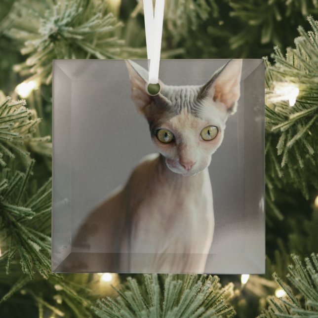 Cutest Baby Animals | Sphinx Cat Glass Tree Decoration (Insitu)