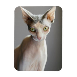 Cutest Baby Animals   Sphinx Cat Magnet