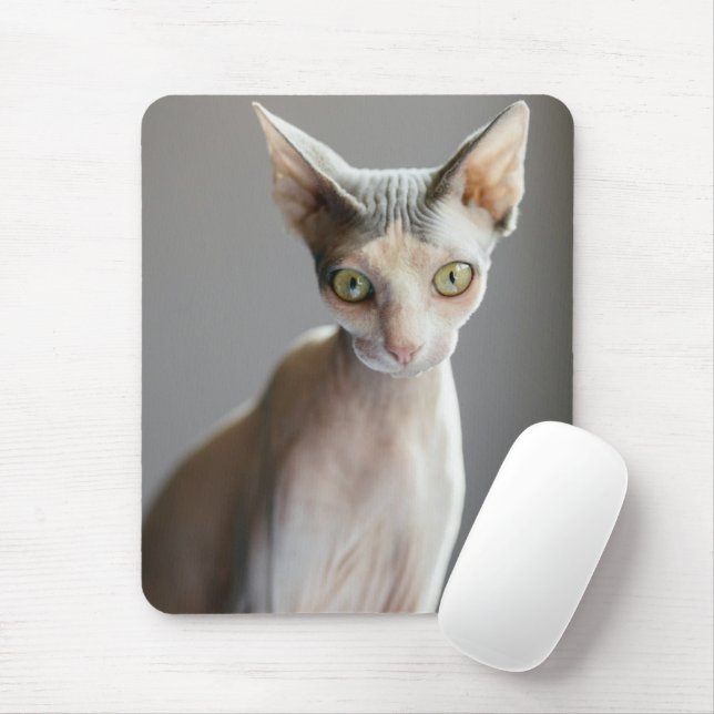 Cutest Baby Animals | Sphinx Cat Mouse Mat (With Mouse)