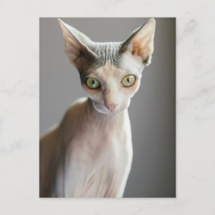 Cutest Baby Animals   Sphinx Cat Postcard