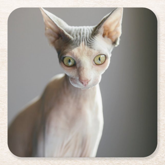 Cutest Baby Animals | Sphinx Cat Square Paper Coaster (Front)