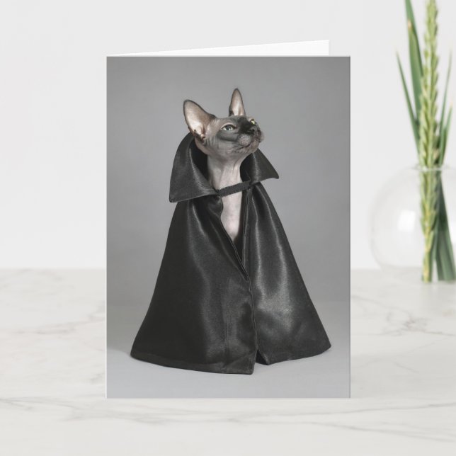 Cutest Baby Animals | Sphynx Hairless Cat Card (Front)