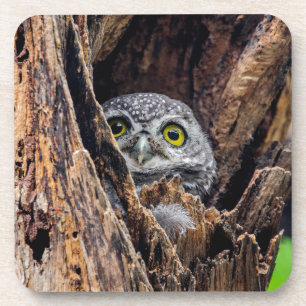 Cutest Baby Animals   Spotted Owlet Coaster
