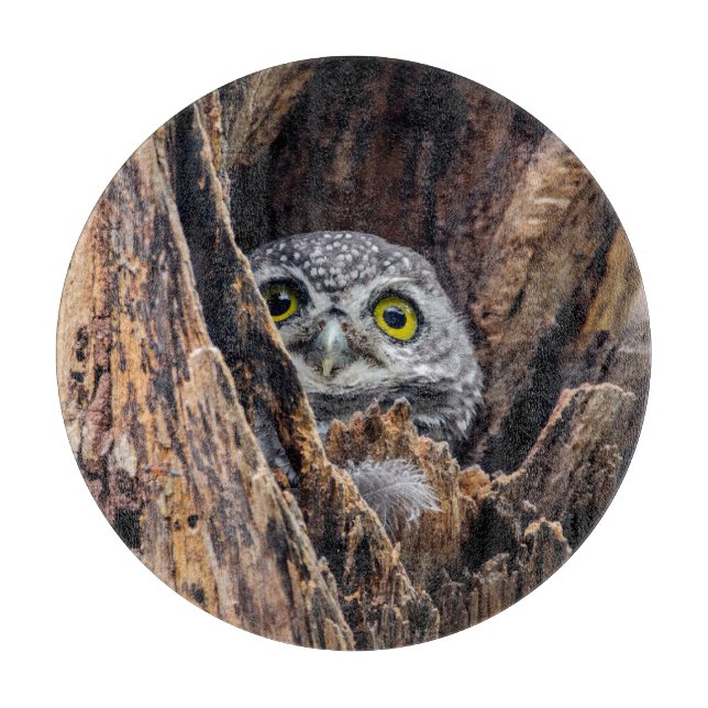 Cutest Baby Animals | Spotted Owlet Cutting Board (Front)