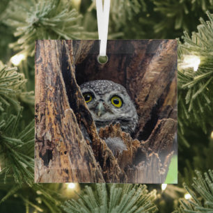 Cutest Baby Animals Spotted Owlet Glass Tree Decoration