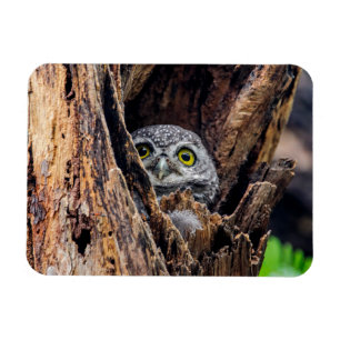 Cutest Baby Animals   Spotted Owlet Magnet