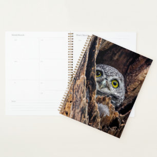 Cutest Baby Animals Spotted Owlet Planner