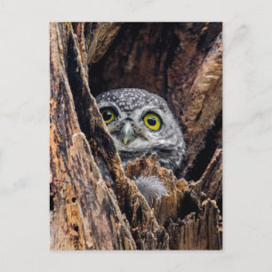 Cutest Baby Animals   Spotted Owlet Postcard