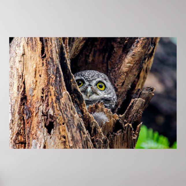 Cutest Baby Animals | Spotted Owlet Poster (Front)