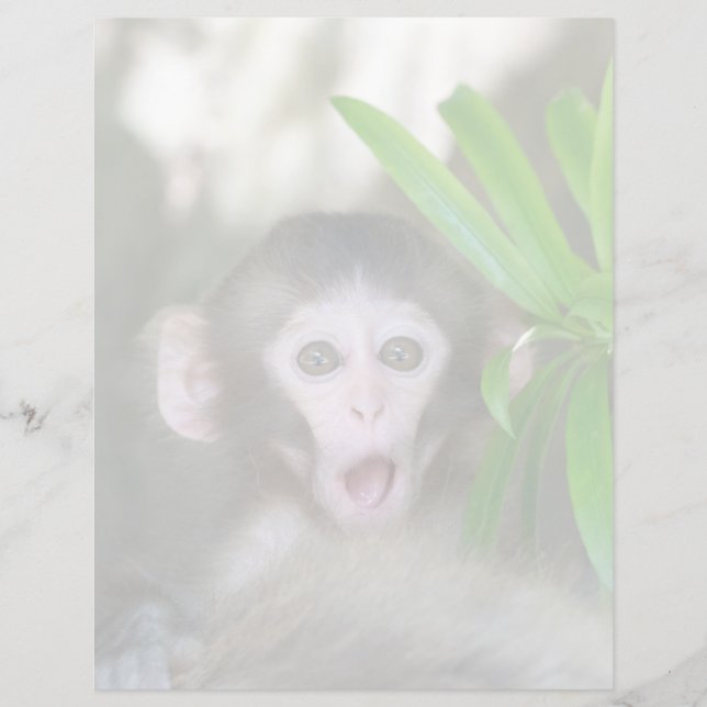 Cutest Baby Animals | Surprised Snow Monkey (Front)