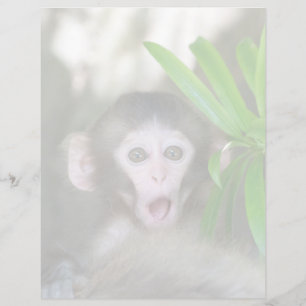 Cutest Baby Animals Surprised Snow Monkey