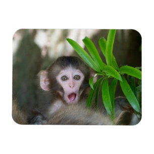 Cutest Baby Animals   Surprised Snow Monkey Magnet