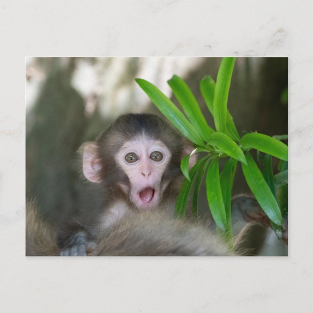 Cutest Baby Animals | Surprised Snow Monkey Postcard (Front)