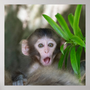 Cutest Baby Animals Surprised Snow Monkey Poster