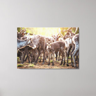 Cutest Baby Animals   Svalbard Reindeer Canvas Print