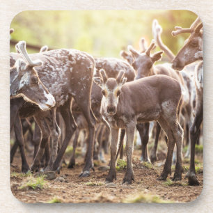 Cutest Baby Animals Svalbard Reindeer Coaster
