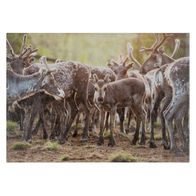 Cutest Baby Animals | Svalbard Reindeer Cutting Board (Front)