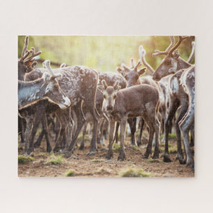 Cutest Baby Animals Svalbard Reindeer Jigsaw Puzzle