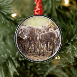 Cutest Baby Animals   Svalbard Reindeer Metal Tree Decoration