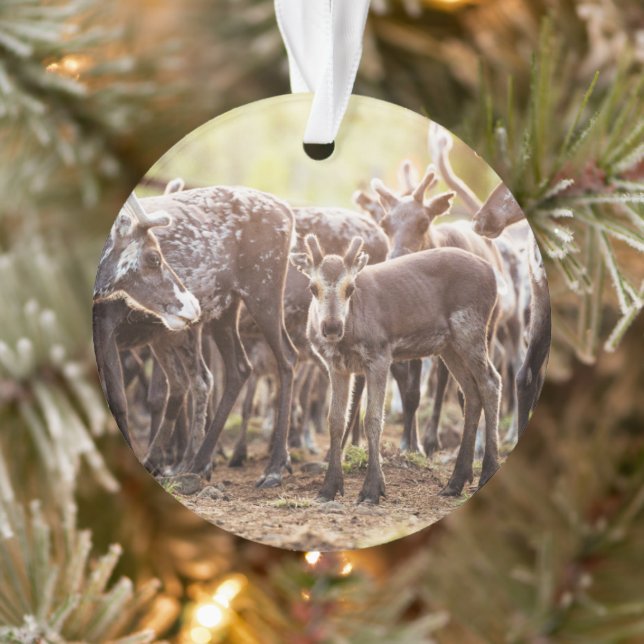 Cutest Baby Animals | Svalbard Reindeer Ornament (Tree)