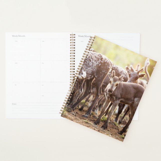 Cutest Baby Animals | Svalbard Reindeer Planner (Display)