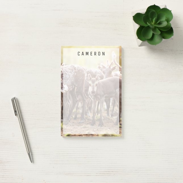 Cutest Baby Animals | Svalbard Reindeer Post-it Notes (Office)