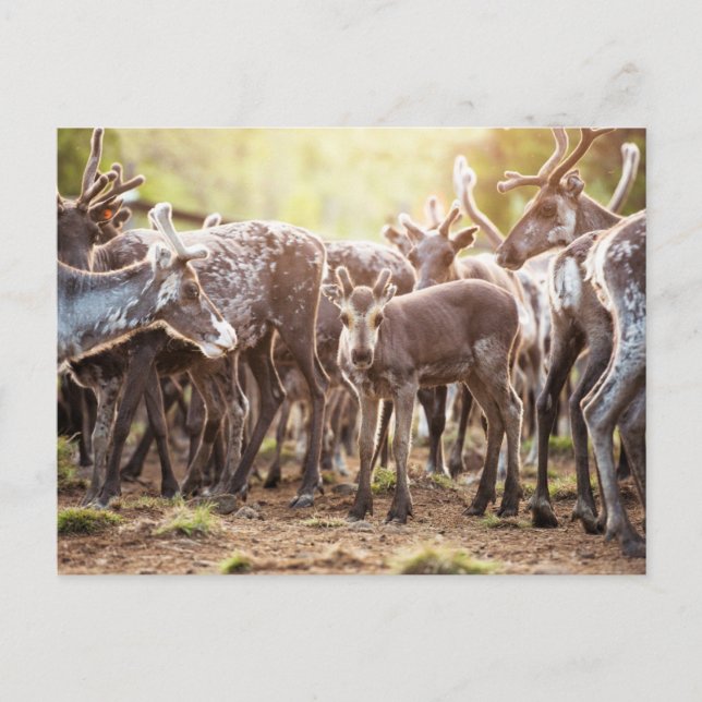 Cutest Baby Animals | Svalbard Reindeer Postcard (Front)