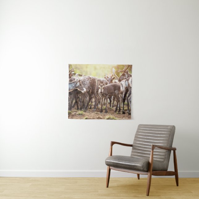 Cutest Baby Animals | Svalbard Reindeer Tapestry (In Situ (Horizontal))