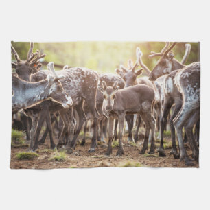 Cutest Baby Animals   Svalbard Reindeer Tea Towel