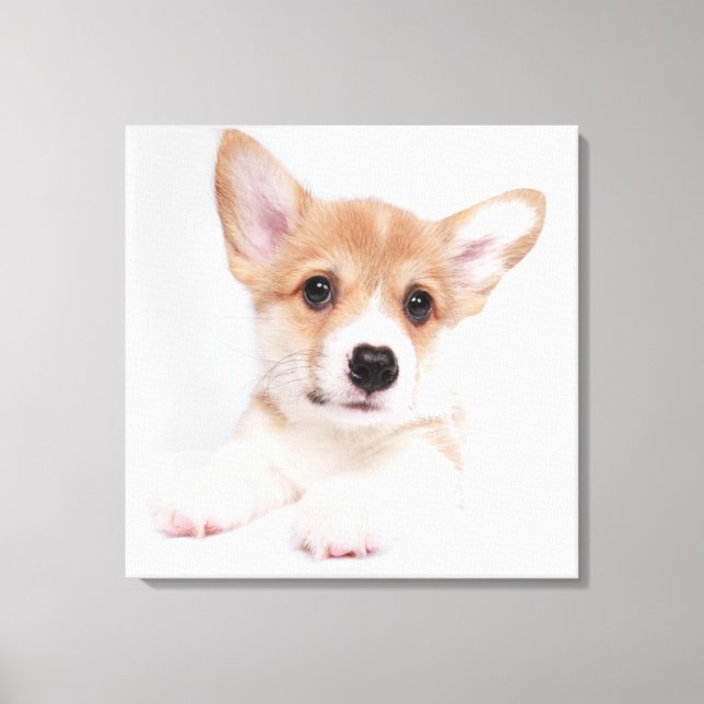 Cutest Baby Animals | Sweet Baby Corgi Canvas Print (Front)