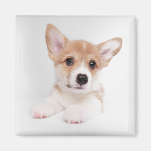 Cutest Baby Animals Sweet Baby Corgi Magnet