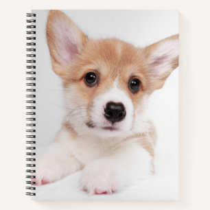 Cutest Baby Animals   Sweet Baby Corgi Notebook