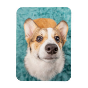 Cutest Baby Animals Sweet Corgi Puppy Face Magnet