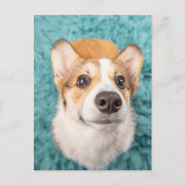 Cutest Baby Animals | Sweet Corgi Puppy Face Postcard (Front)