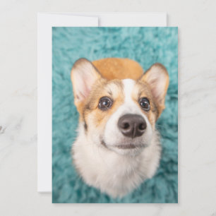 Cutest Baby Animals   Sweet Corgi Puppy Face Thank You Card