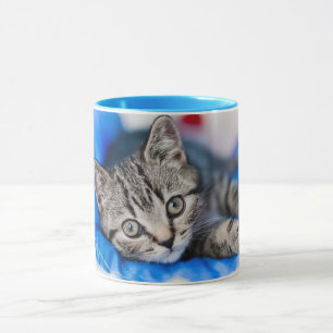 Cutest Baby Animals   Tabby Kitten in Play Tunnel Mug