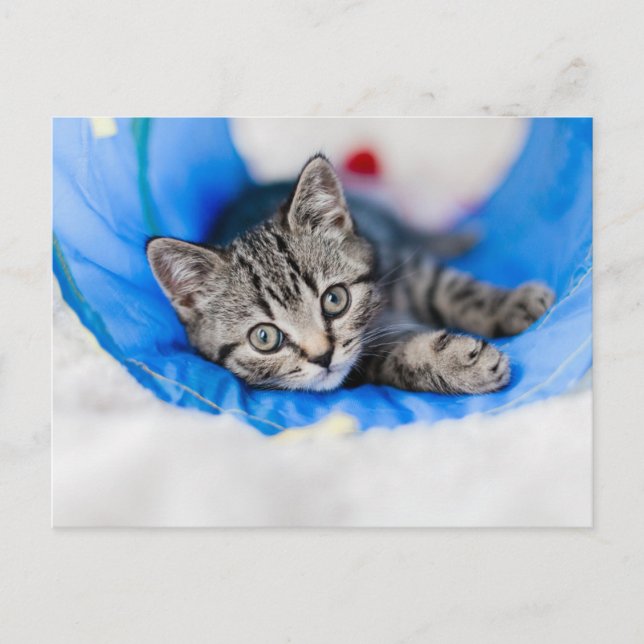 Cutest Baby Animals | Tabby Kitten in Play Tunnel Postcard (Front)