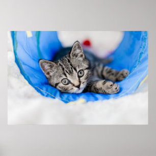 Cutest Baby Animals   Tabby Kitten in Play Tunnel Poster