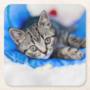 Cutest Baby Animals Tabby Kitten in Play Tunnel Square Paper Coaster
